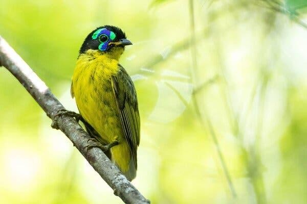 Đánh giá Động vật hoang dã mới có những điểm sáng giữa sự suy giảm đáng báo động