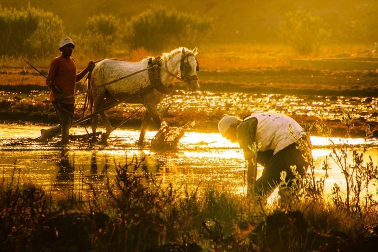Báo cáo của FAO và WMO nhấn mạnh nguy cơ nhiệt độ cực đoan đối với nông nghiệp