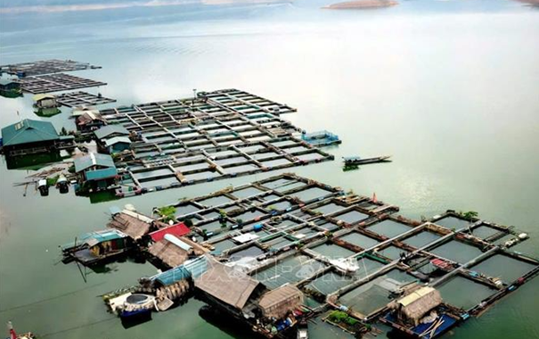 Tuyên Quang Giảm rủi ro trong nuôi trồng thủy sản trước nguy cơ thời tiết cực đoan

