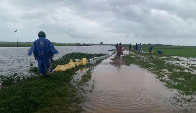 Tỉnh Quảng Trị triển khai các biện pháp bảo vệ diện tích lúa Hè – Thu năm 2026