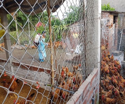 Hải Phòng chủ động phòng, chống dịch bệnh, bảo vệ đàn vật nuôi khi thời tiết thay đổi