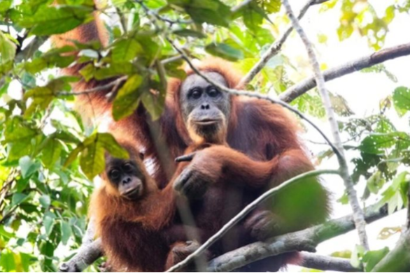 Mưa lũ nghiêm trọng đe dọa quần thể đười ươi Tapanuli tại Indonesia