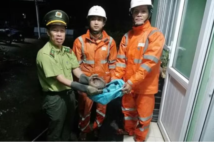 Huế: Kịp thời cứu hộ cá thể tê tê Java quý hiếm phát hiện trên đường