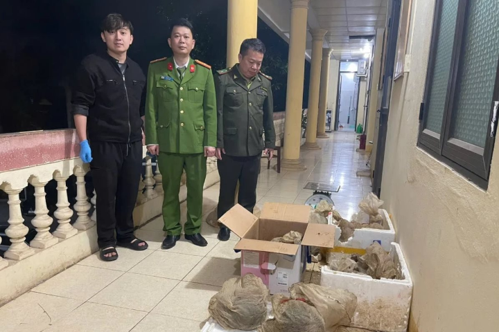 Cao Bằng: Cứu hộ 12 cá thể tê tê Java từ vụ vận chuyển trái phép