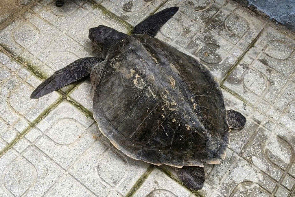 Đà Nẵng: Thả an toàn cá thể đồi mồi dứa quý hiếm nặng 17kg về biển