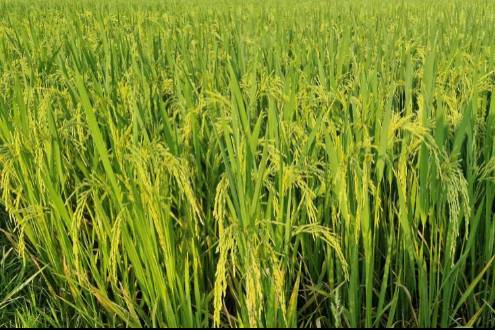 Bản  tin dự báo Khí tượng thuỷ văn phục vụ nông nghiệp khu  vực Bắc Trung  Bộ