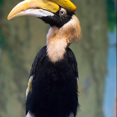 Chư Mom Ray tiếp tục ghi nhận loài rái cá, chim hồng hoàng quý hiếm