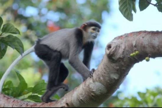 Bảo tồn voọc Chà vá chân đen tại Khánh Hòa ghi nhận tín hiệu phục hồi tích cực