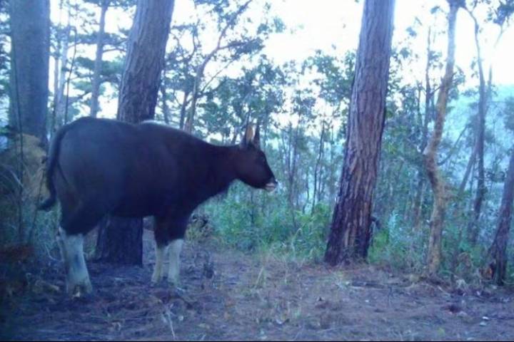 Phát hiện quần thể bò tót tại rừng phía nam Khánh Hòa, bổ sung dữ liệu bảo tồn