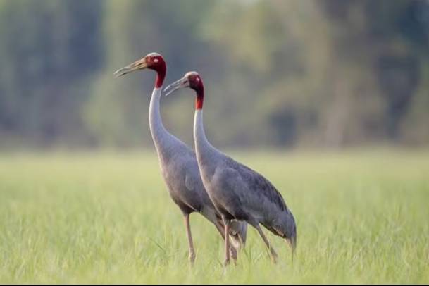 Đẩy mạnh bảo tồn đa dạng sinh học ngoài khu bảo tồn