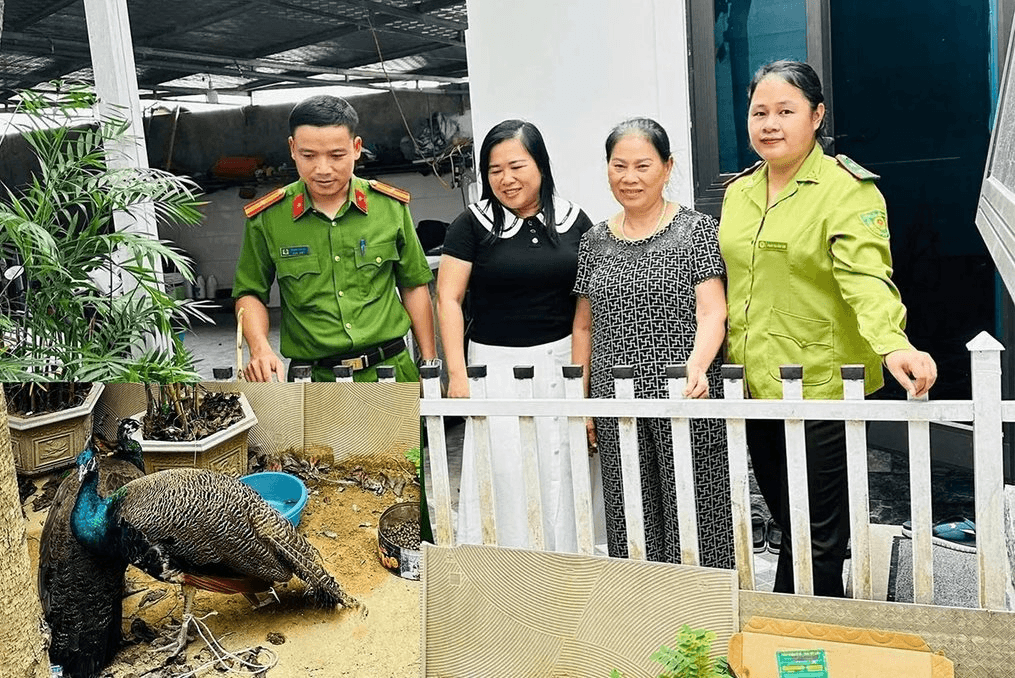 Nghệ An: Người dân giao nộp 2 cá thể chim công Ấn Độ nghi đi lạc