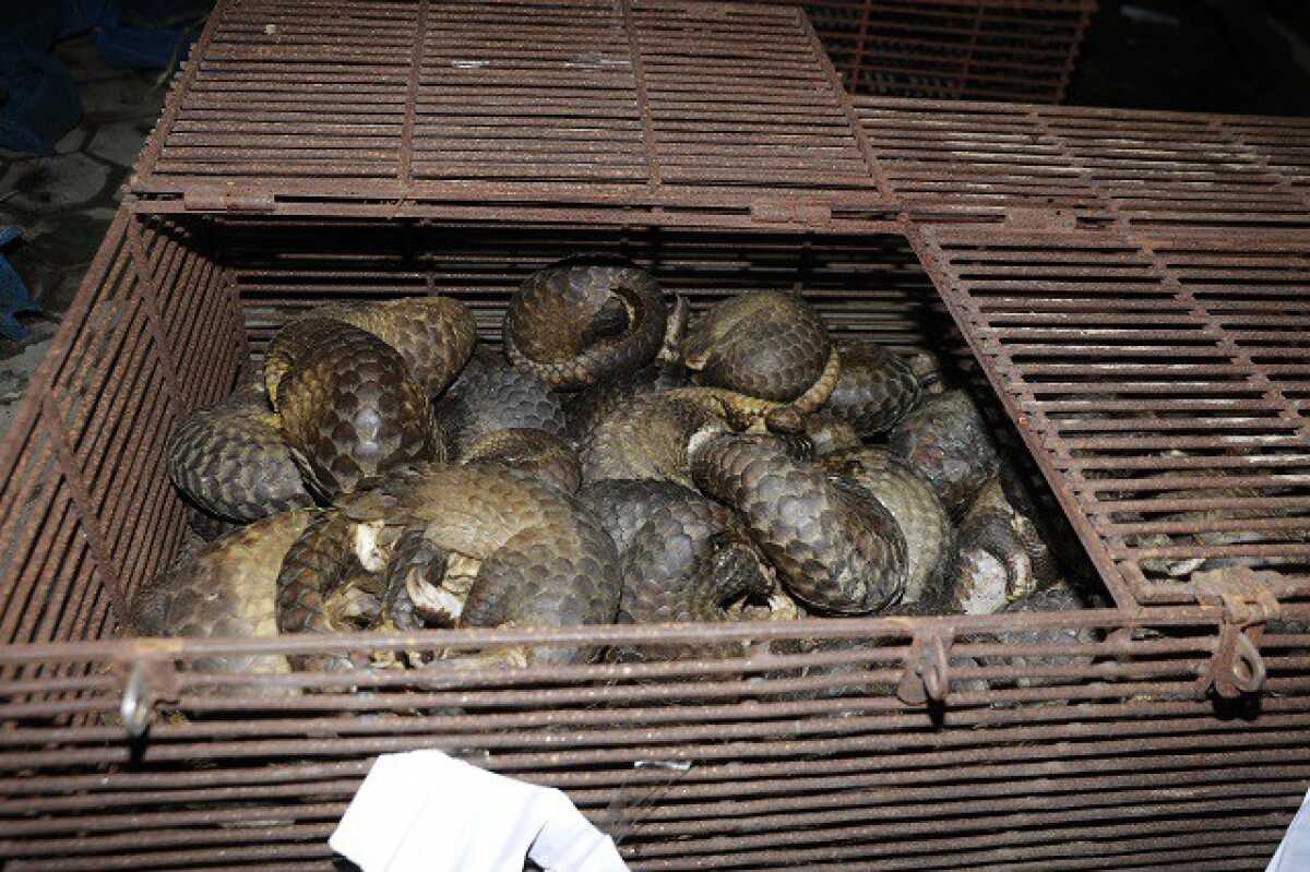 Tây Ninh tăng cường các giải pháp bảo vệ động vật hoang dã và đa dạng sinh học