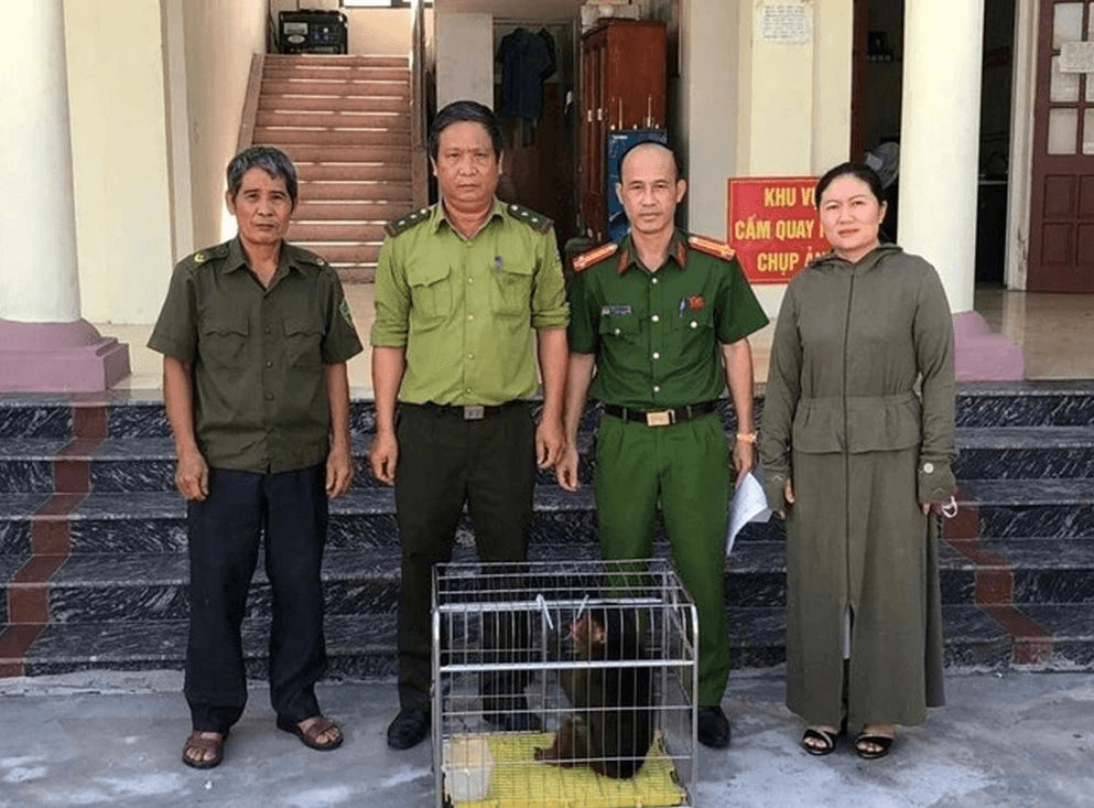 Hải Phòng: Người dân giao nộp cá thể khỉ mặt đỏ quý hiếm cho cơ quan chức năng