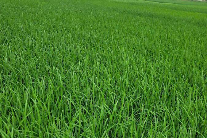 Bản tin dự báo Khí tượng thuỷ văn phục vụ nông nghiệp khu vực Trung du miền núi  phía   Bắc